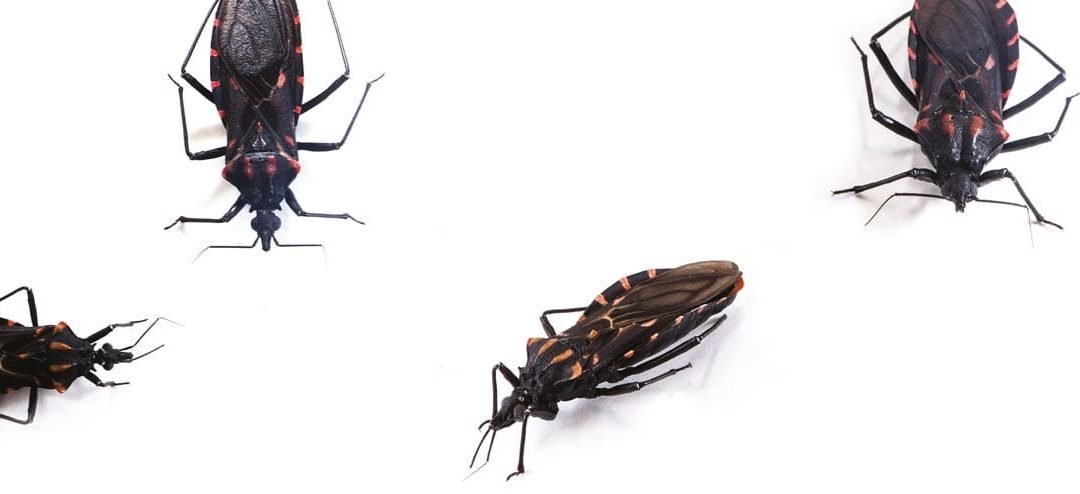 equipes da Superintendência de Controle de Endemias (Sucen) encontraram 135 insetos transmissores do protozoário causador da doença de Chagas em municípios da Grande São Paulo