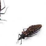 equipes da Superintendência de Controle de Endemias (Sucen) encontraram 135 insetos transmissores do protozoário causador da doença de Chagas em municípios da Grande São Paulo