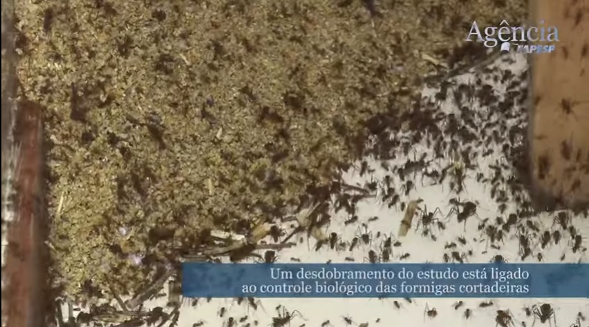 Pesquisa internacional investiga as relações de simbiose e parasitismo estabelecidas entre as saúvas e outras formigas cortadeiras com dois gêneros de fungos.