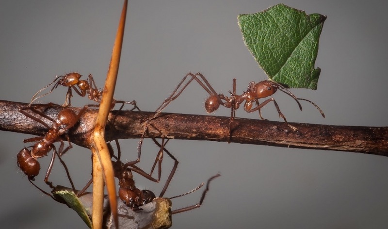 Formigas Saúvas Aceleram Corte e Transporte de Folhas Diante de Ameaça de Chuva e Vendaval