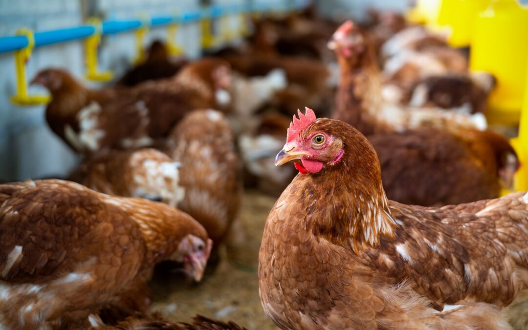 controle pragas em granjas de frangos e suínos