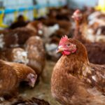controle pragas em granjas de frangos e suínos