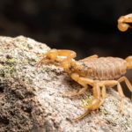 Altas temperaturas favorecem a disseminação do escorpião-amarelo (Tityus serrulatus), um dos animais peçonhentos mais temidos no ambiente urbano.
