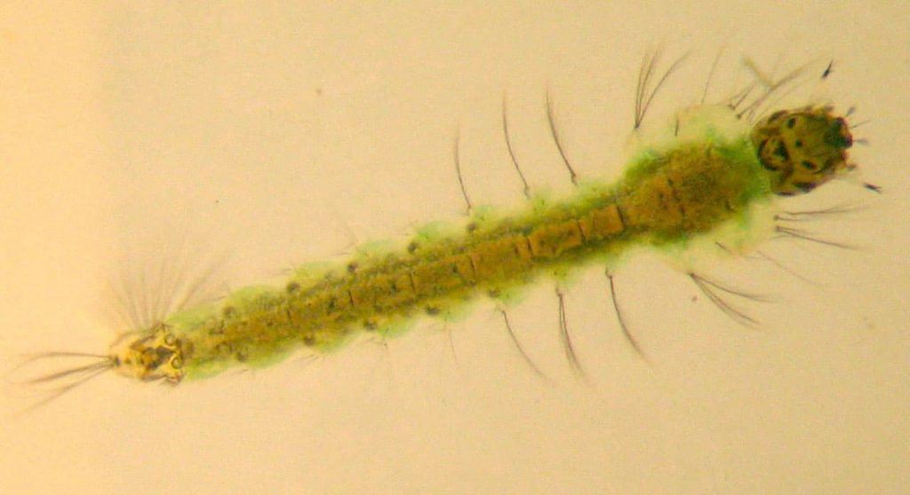 Larva do Mosquito Anopheles gambiae. 