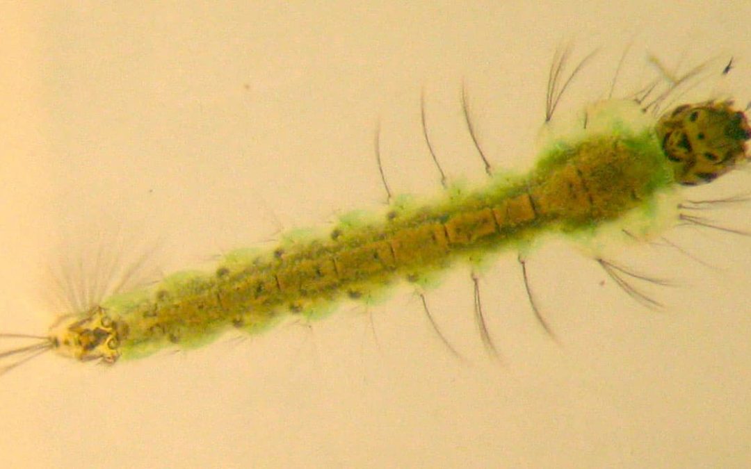 Biolarvicida: Larva do Mosquito Anopheles gambiae.