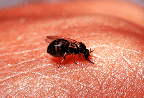 Simuliidae, popularmente como borrachudos, são mosquitos negros pequenos de países tropicais, medindo de 1 a 5 mm de comprimento, que vivem perto de rios e florestas.