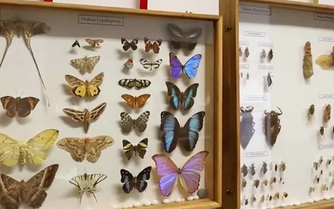 Coleção Entomológica da USP comemora 85 anos